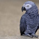 6966421-african-grey-parrot-bird