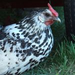 800px-silver_spangled_hen