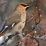 bohemianwaxwingkb4