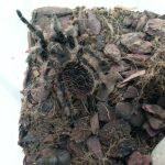 grammostola-rosea2-w800-h600