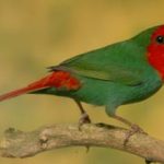 red-faced-parrot-finches