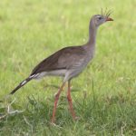 red-legged_seriema_0