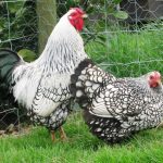 silver_laced_wyandotte_bantams2